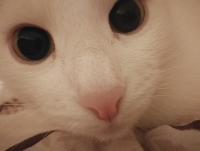 Моя красотка