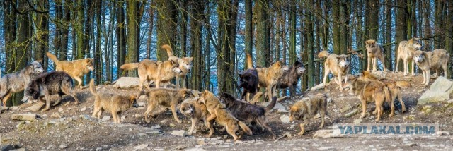 "Настоящий русский": британцев восхитил задушивший волка фермер из России