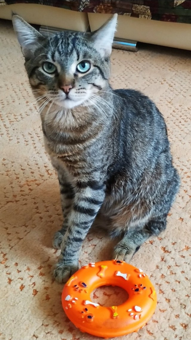 Котовторнику быть!