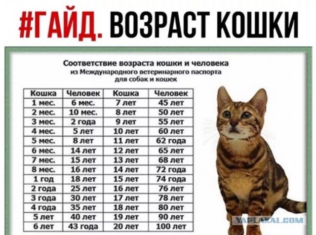 Кошке 19 лет