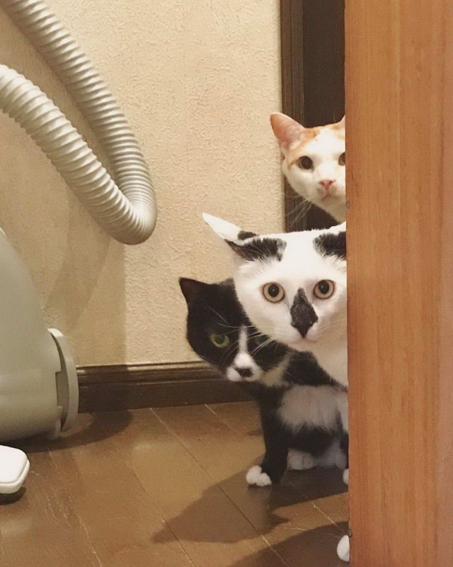 Калейдоскоп картинок