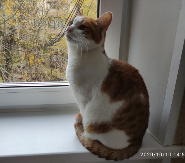 Хоба! Котовторник!
