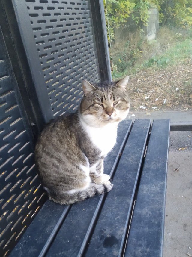 К котовторнику