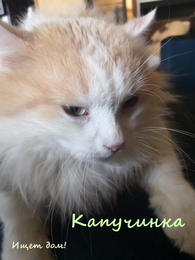 Жизнь домашнего приюта "Котоленд" 323