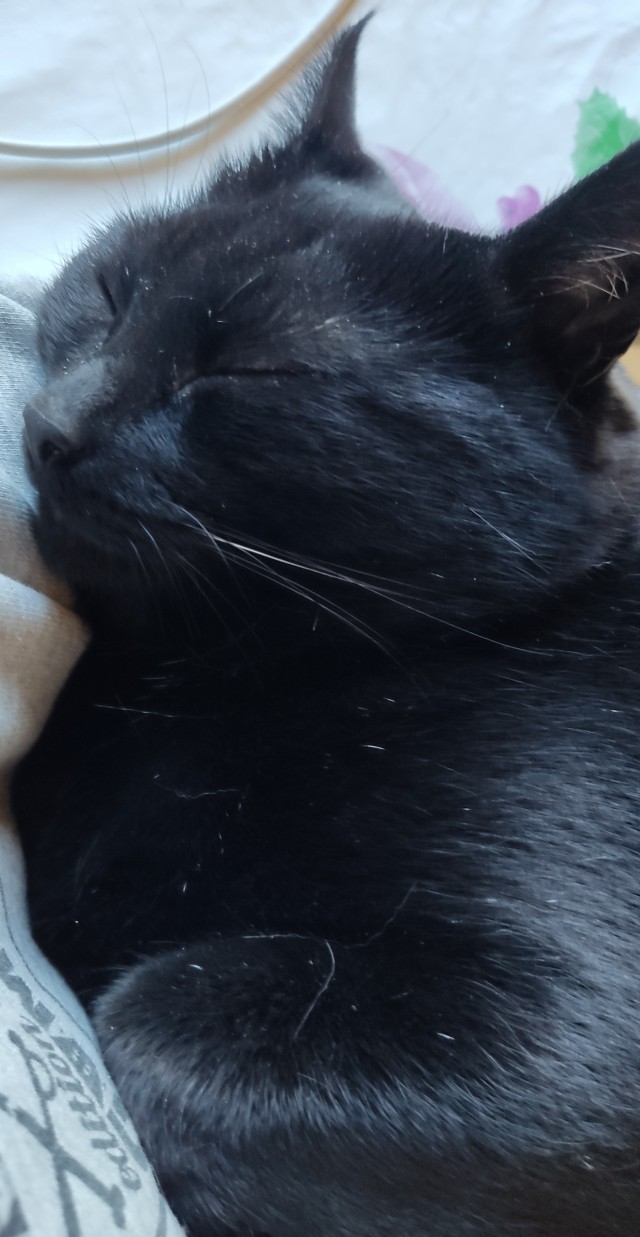 Котовторник