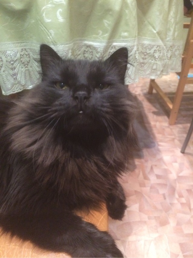 Котовторник 07.06.2022