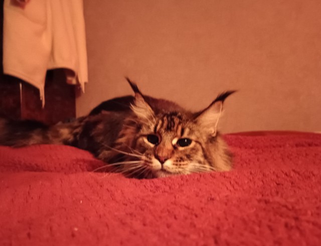 Кошка