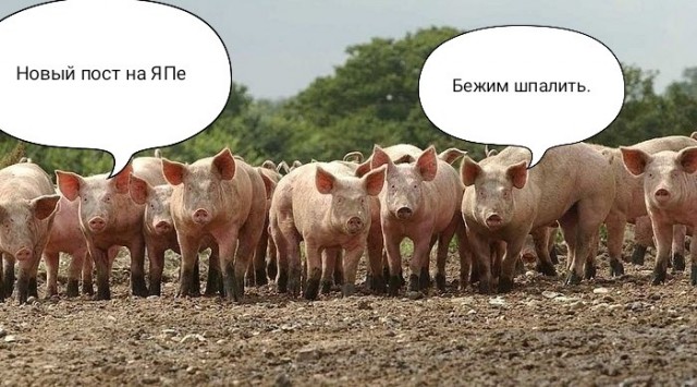 Такого объявления в аэропорту вы точно не слышали