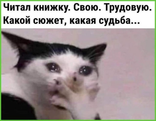 17268734.jpg