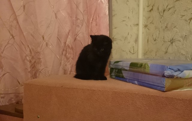 Сегодня День защиты черных котов!