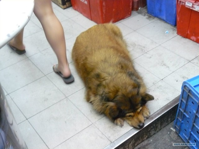 Немного Тая