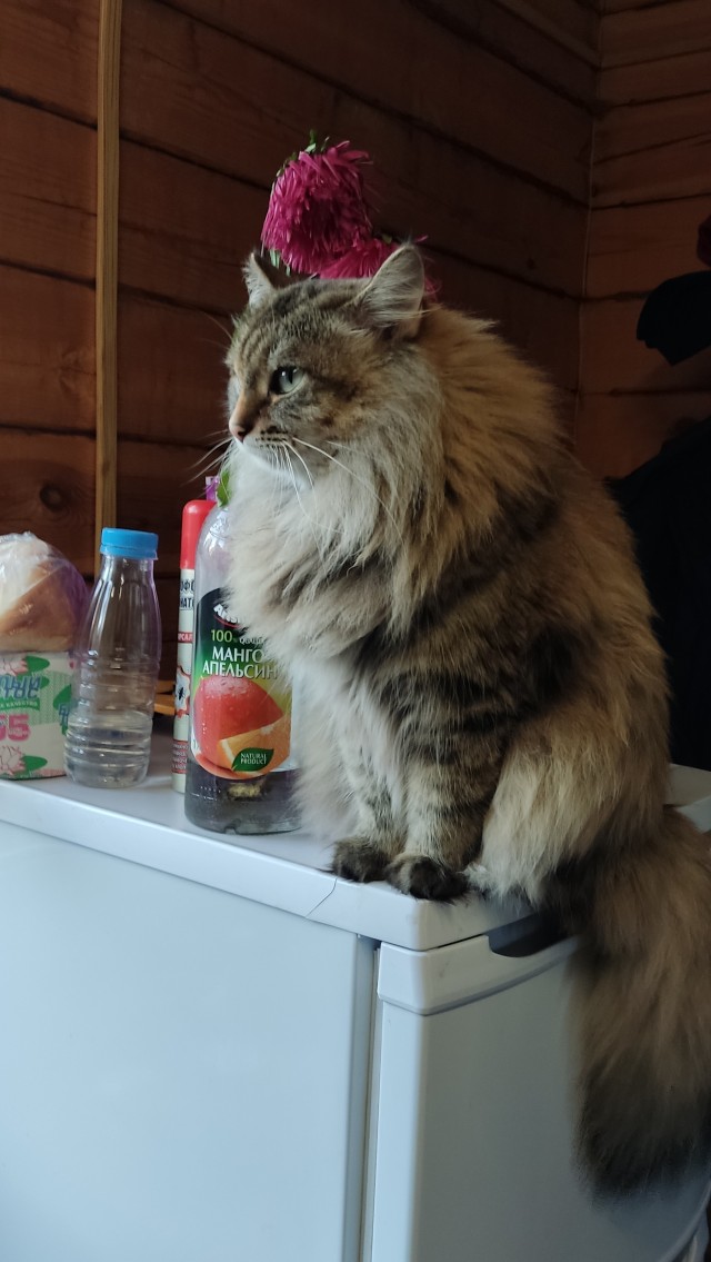 Даёшь котов в этот вторник!