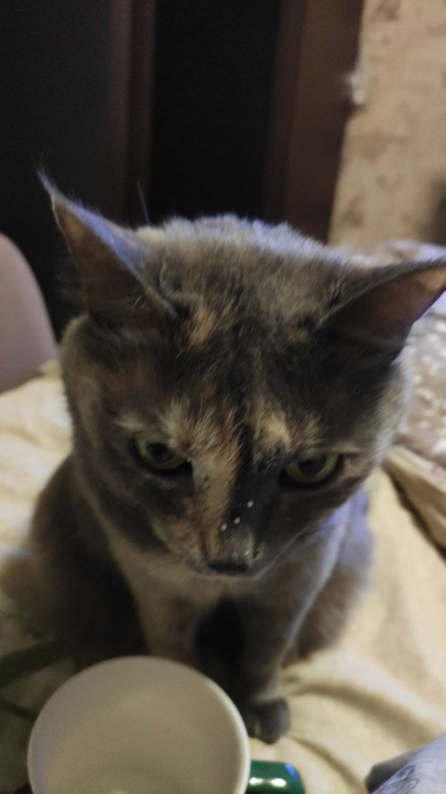 Коточетверг!