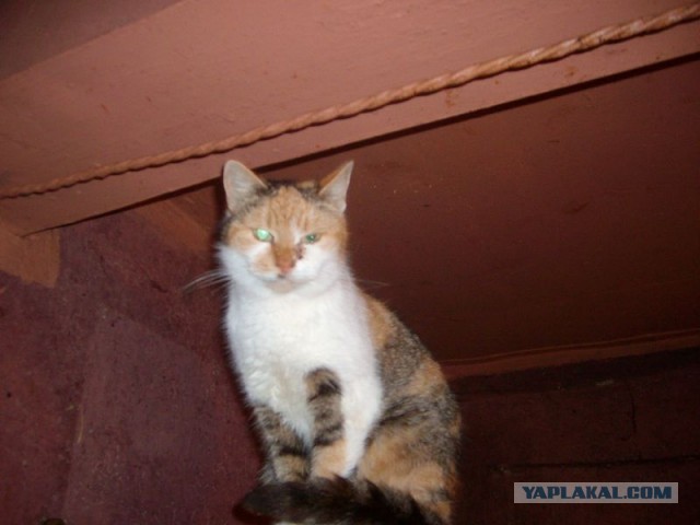 Жизнь домашнего приюта для котеек 434