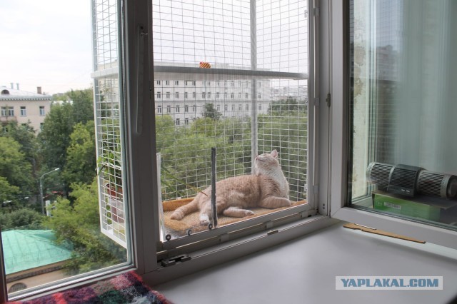 Балкон для кота на окно установлен у кого нить?