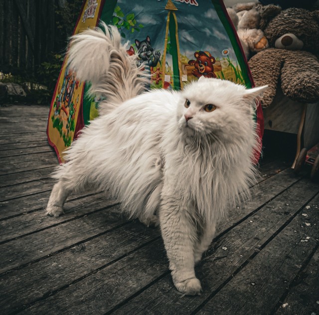 Очень люблю Моего Хозяина