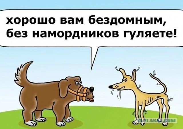 Порода собаки