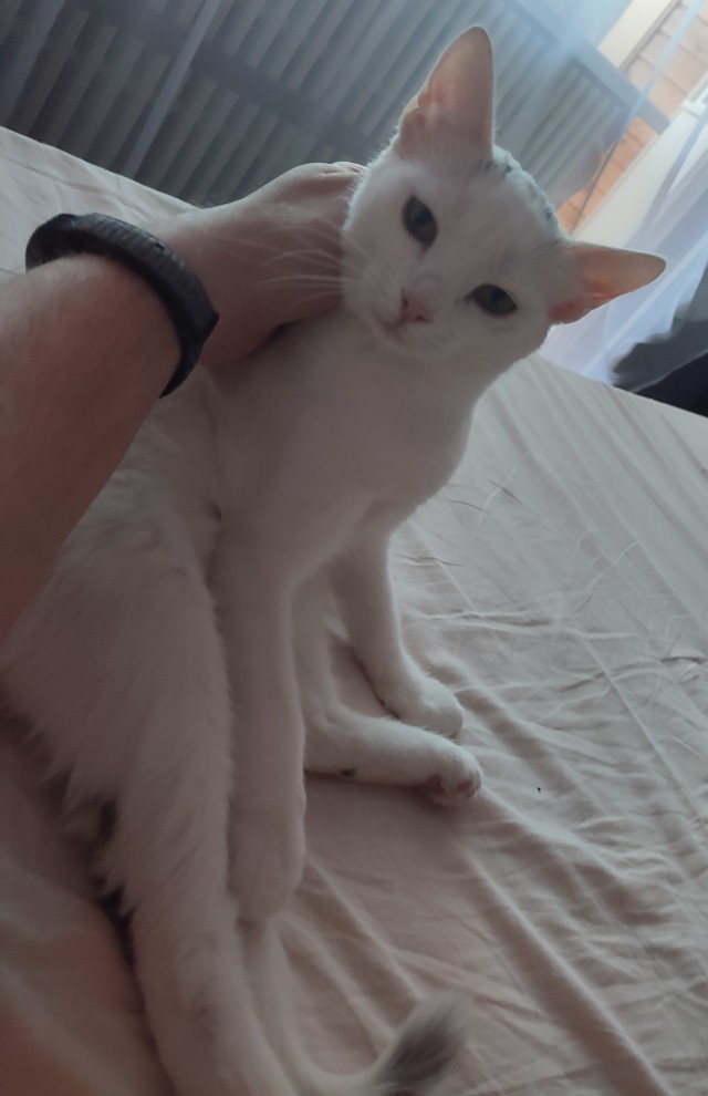 Начинаем котофторник?
