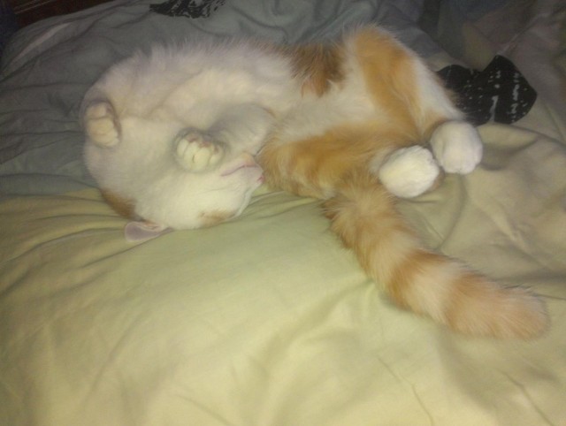 Котовторник 16.04.2013