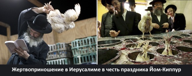 «Дело в том, что хищные птицы печеньками не питаются». В екатеринбургском питомнике детям показали, как сокол ест цыплёнка