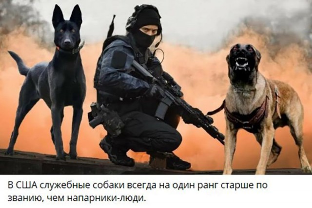 Собаки из истории в картинках