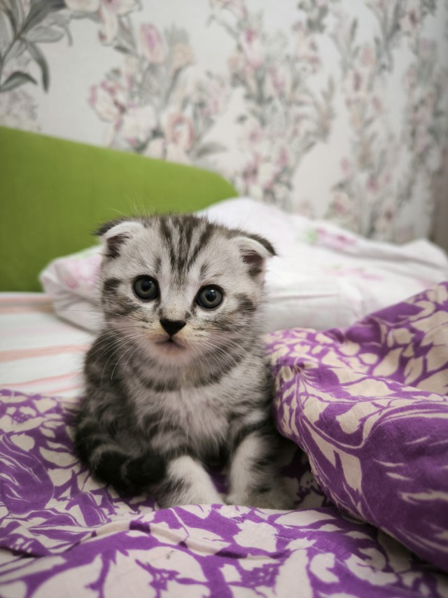 Котовторник