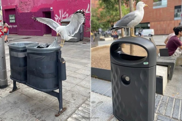 Установили урны против птиц