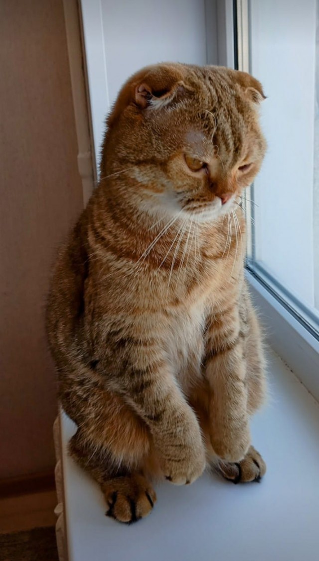 К котовторнику
