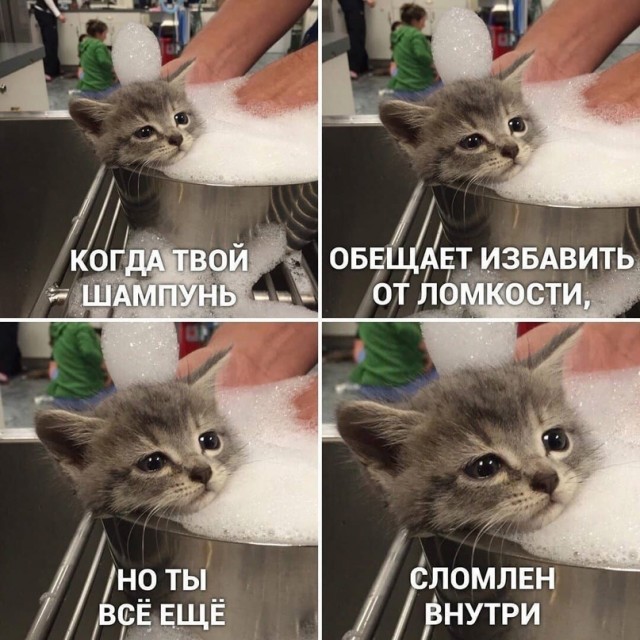 Девушка попросила в Хвиттере остальных скинуть любимые мемы с котами