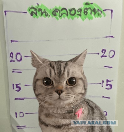 Полицейские арестовали кошку, которая нападала на них и кусалась