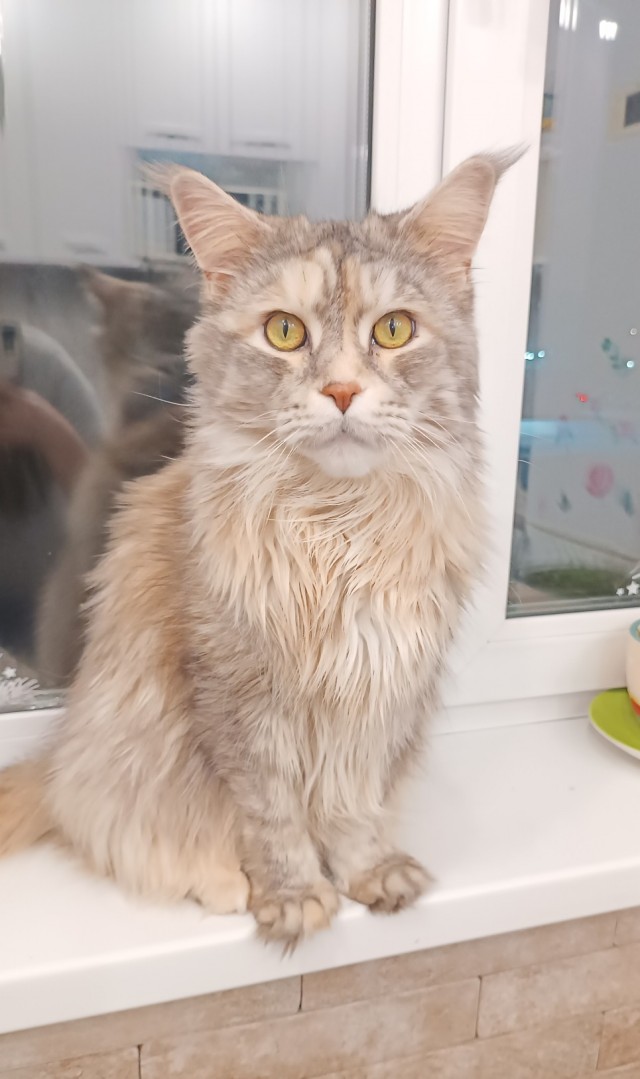 Котовторник керамический