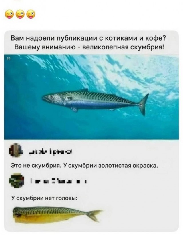 Веселое настроение в картинках (17.10.2025)