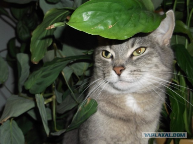 Котовторник 9.07.2013
