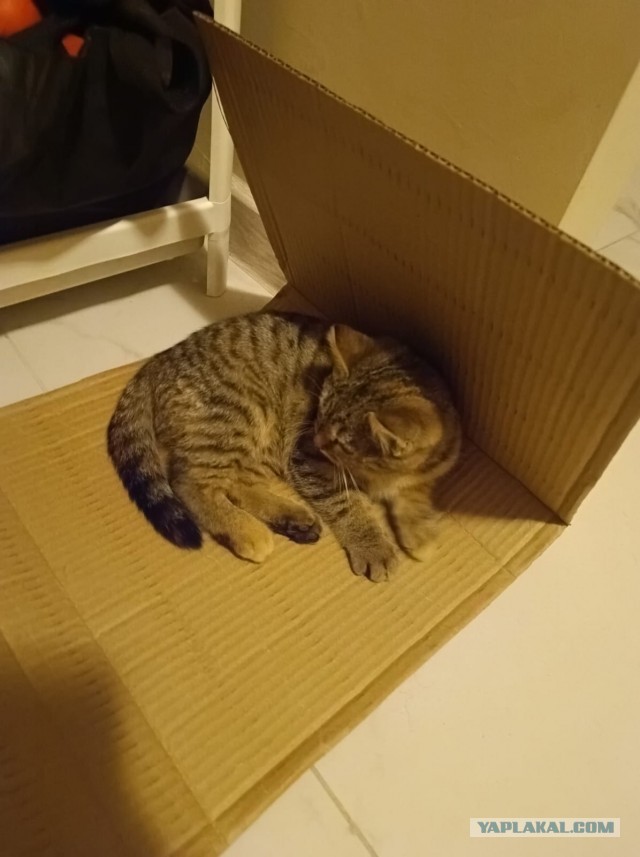 Шерстяной ищет дом!