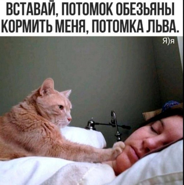 Картинки для деградации 98 (разной степени свежести)
