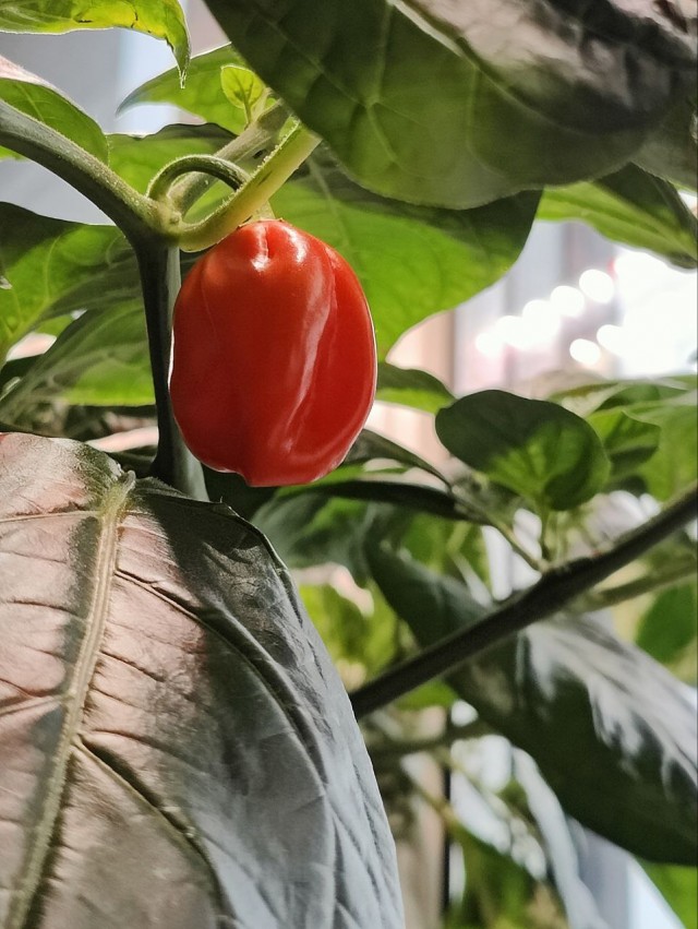 «Обос*аться в кровати»