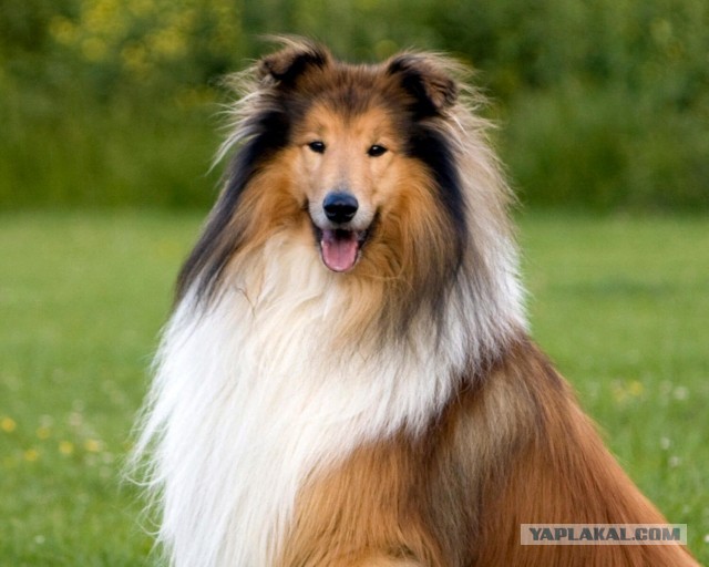 Dog breeds expertise