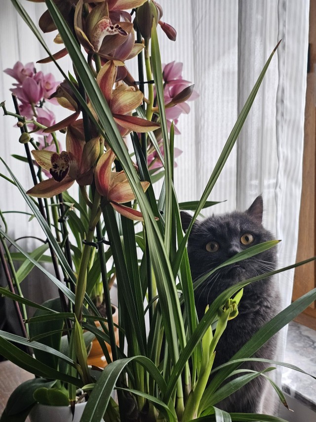 Приключения юного кота