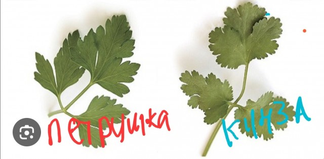 Как вы относитесь к этой травке?