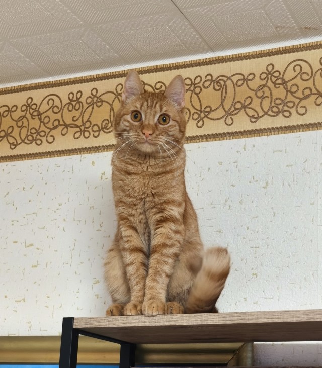 Кошки разные нужны, кошки разные важны
