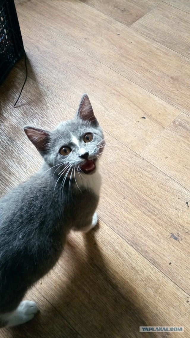 Кот в котовторник