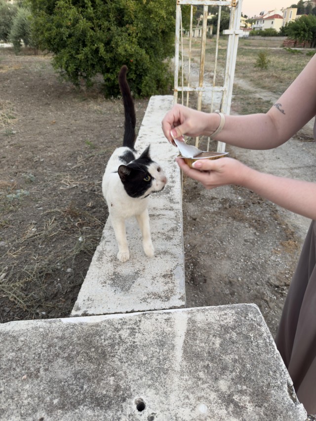 Уличные котики