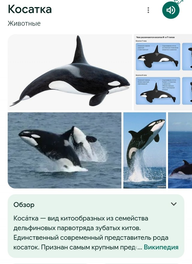Туристы встретили косаток