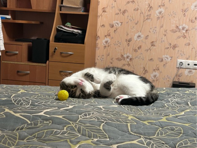 98 лет (котовторник)