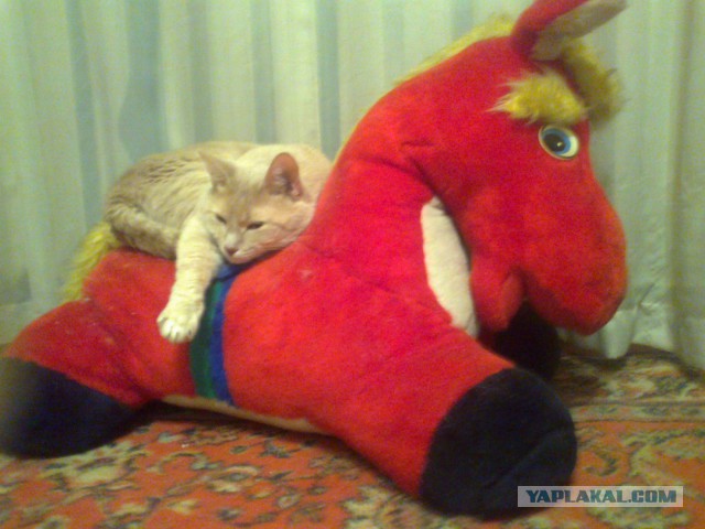 Котовторник 29.10.2013