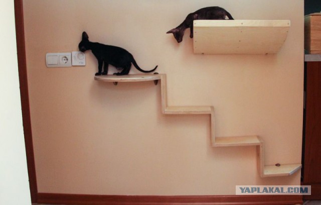 Кошкин дом - Расширяем кошачью жилплощадь!