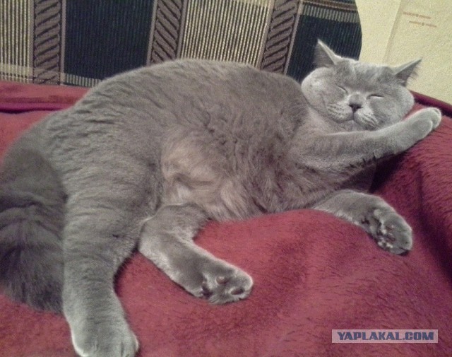 Котовторник 18.03.2014