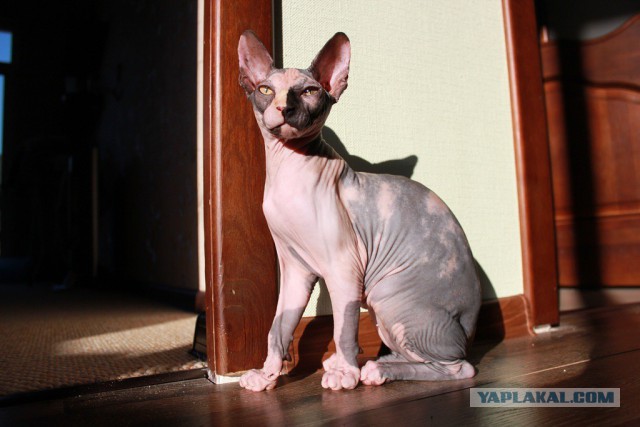 Котовторник 7.10.2014