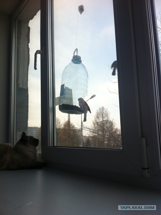 Котовторник 11.11.2014