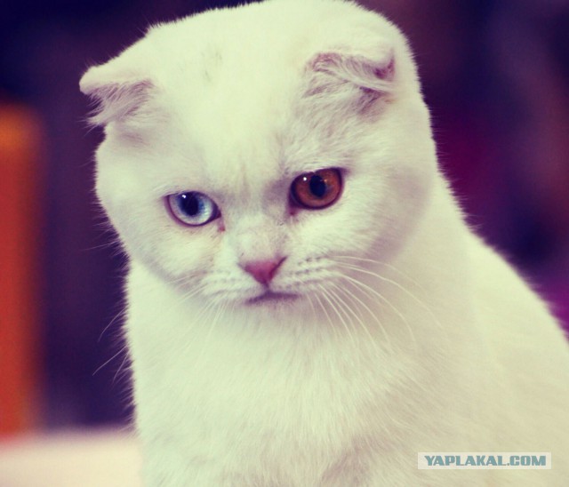 Котовторник